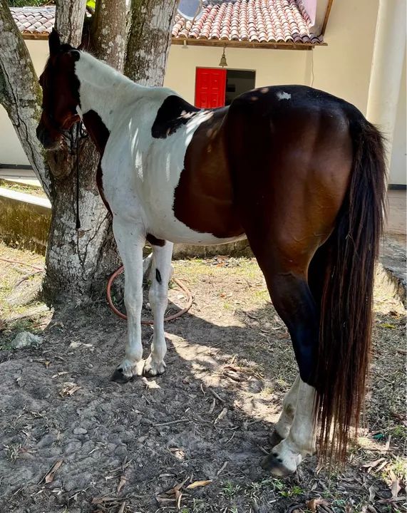 Vendo Cavalo Mangalarga Marchador - Foto 6