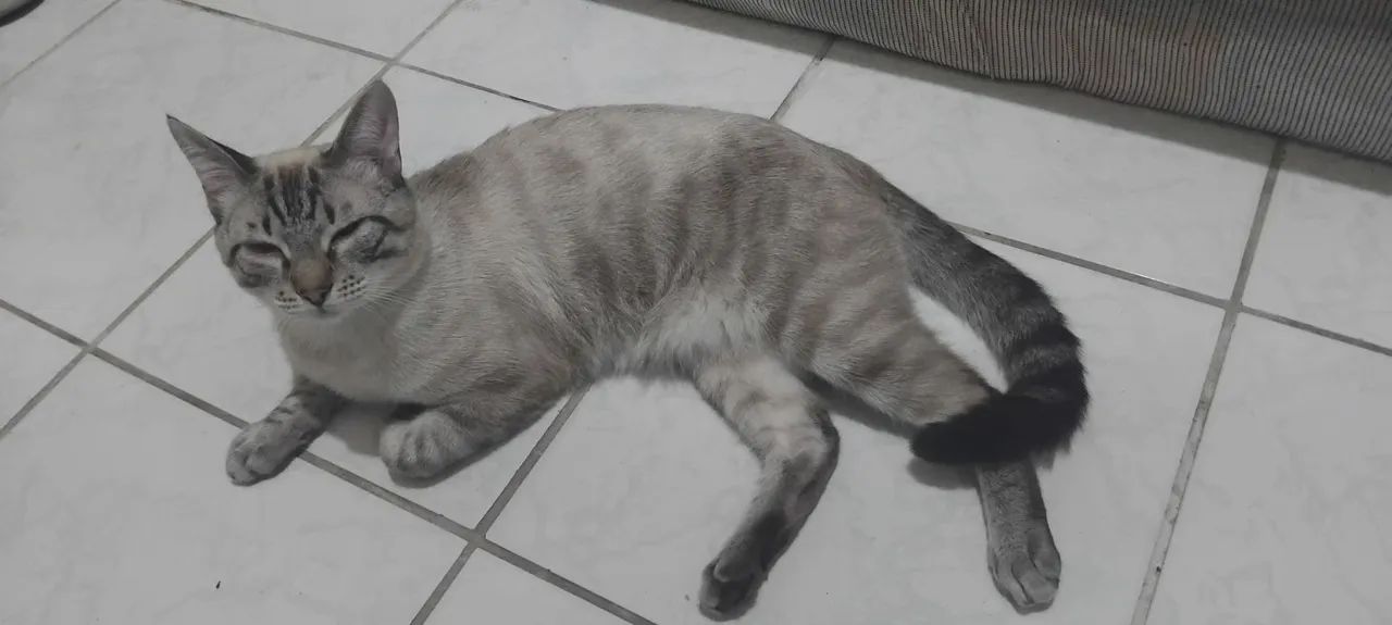 Doando Gato Siamês