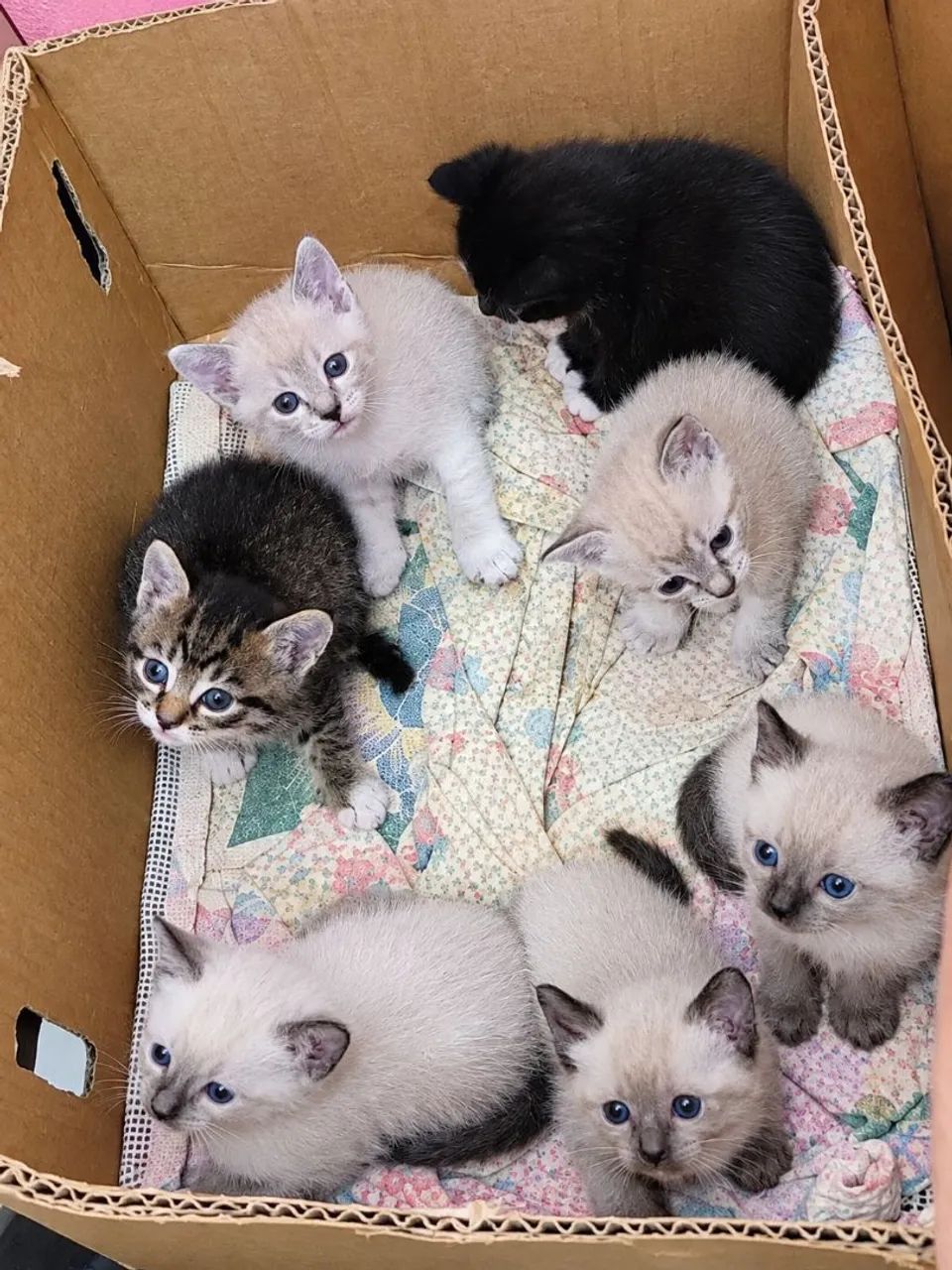Gatinhos 