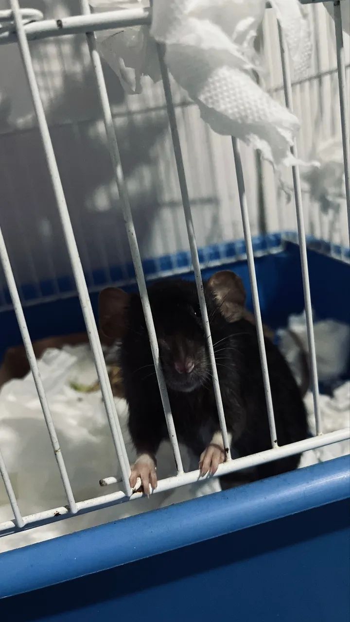 Ratas Twister  - Foto 2