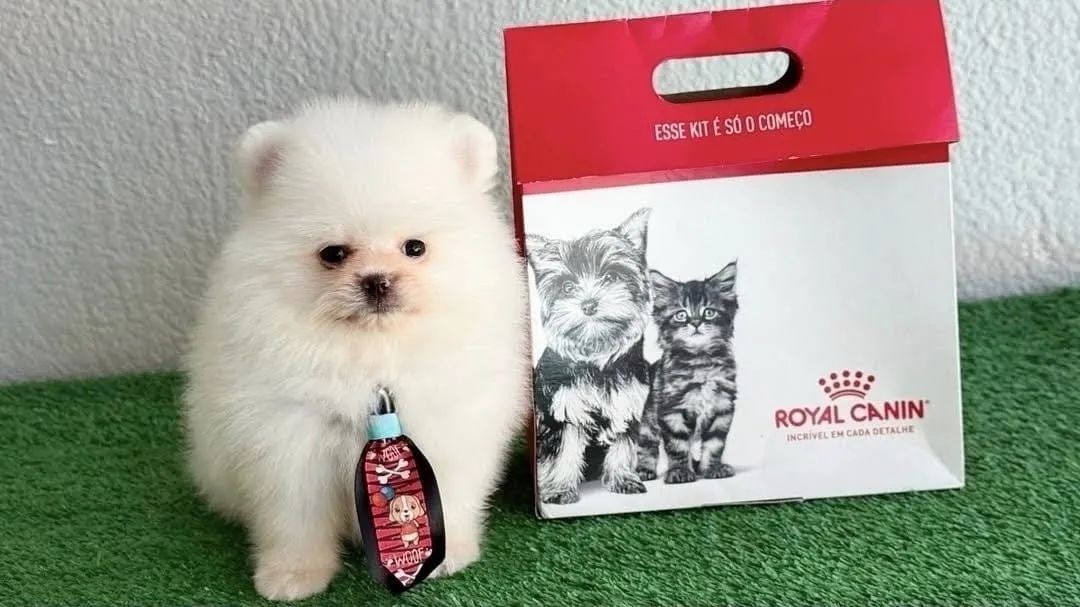 Spitz alemão - Foto 3