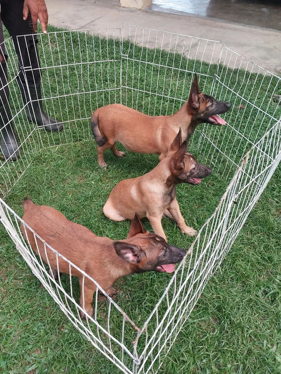 Pastor belga malinoá disponível  - Foto 4