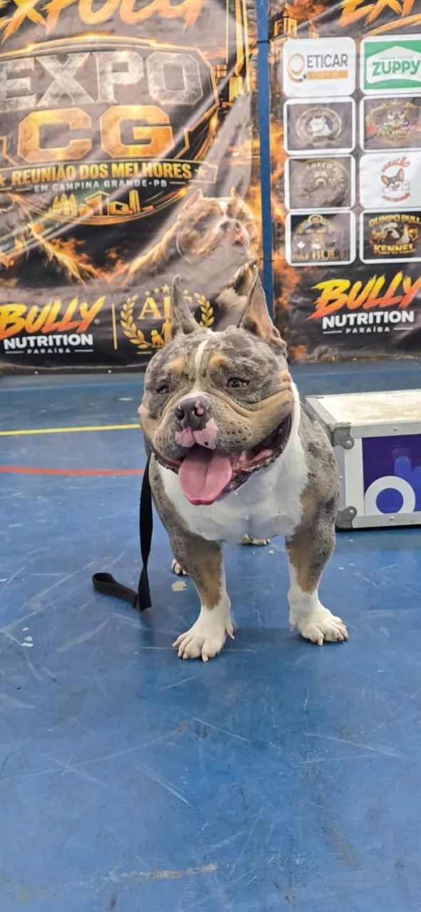 Cobertura American Bully