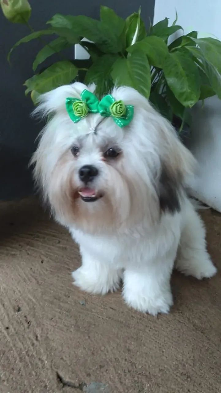 Cachorro  - Foto 3