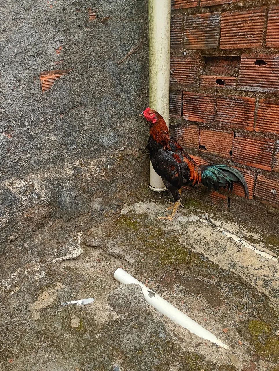 Frango de raça  - Foto 3