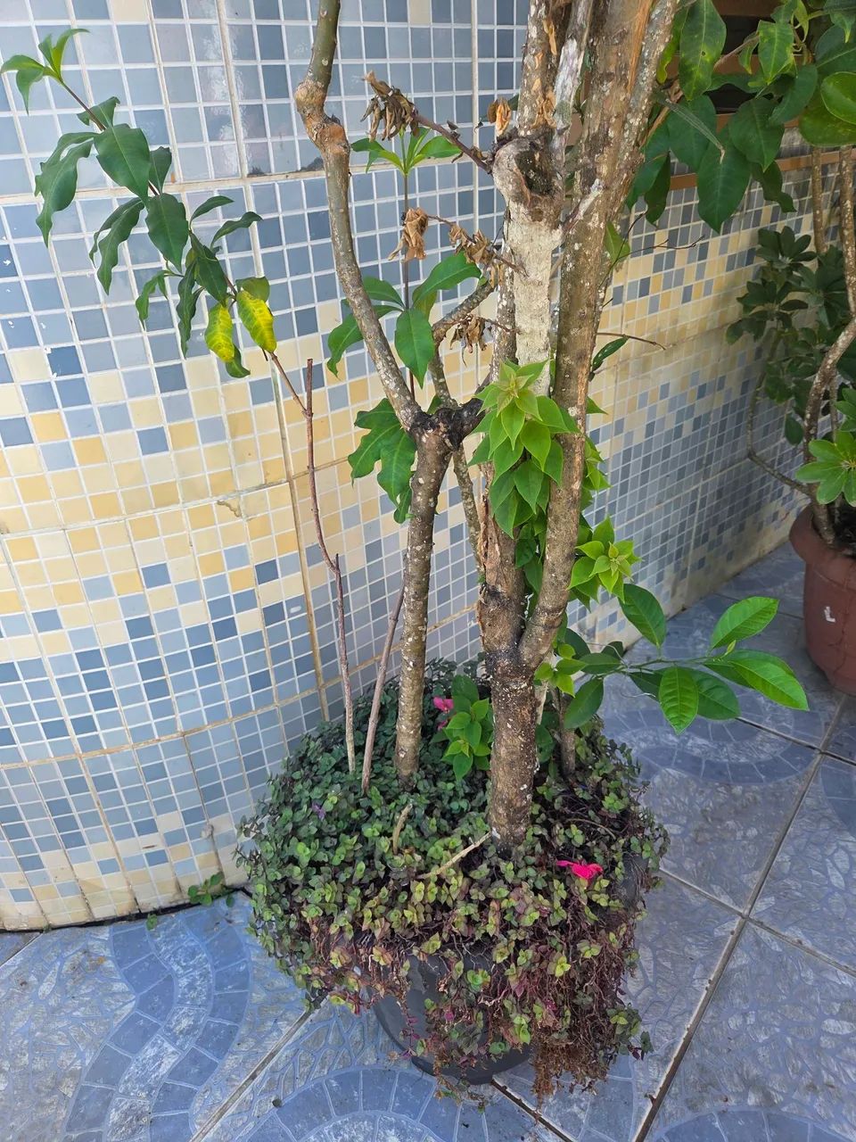 Caqueiros e plantas variadas  - Foto 4