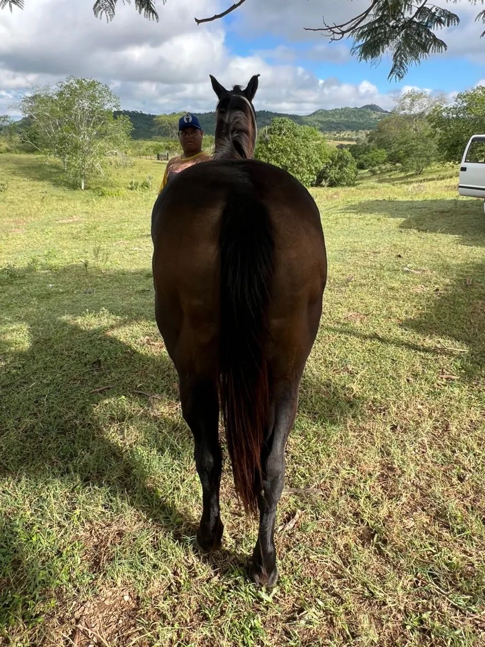 Égua preta quarto de milha   - Foto 2