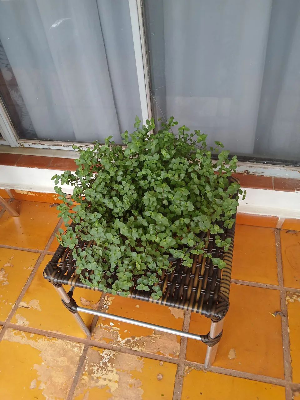 Torrando último vaso com planta 