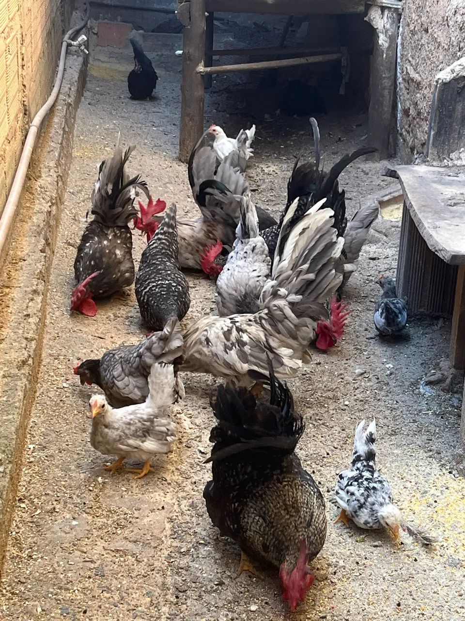 Vendo Garnizer Nagasaki e tenho comum  - Foto 6