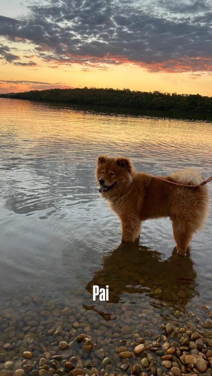 FILHOTE CHOW CHOW - Foto 4