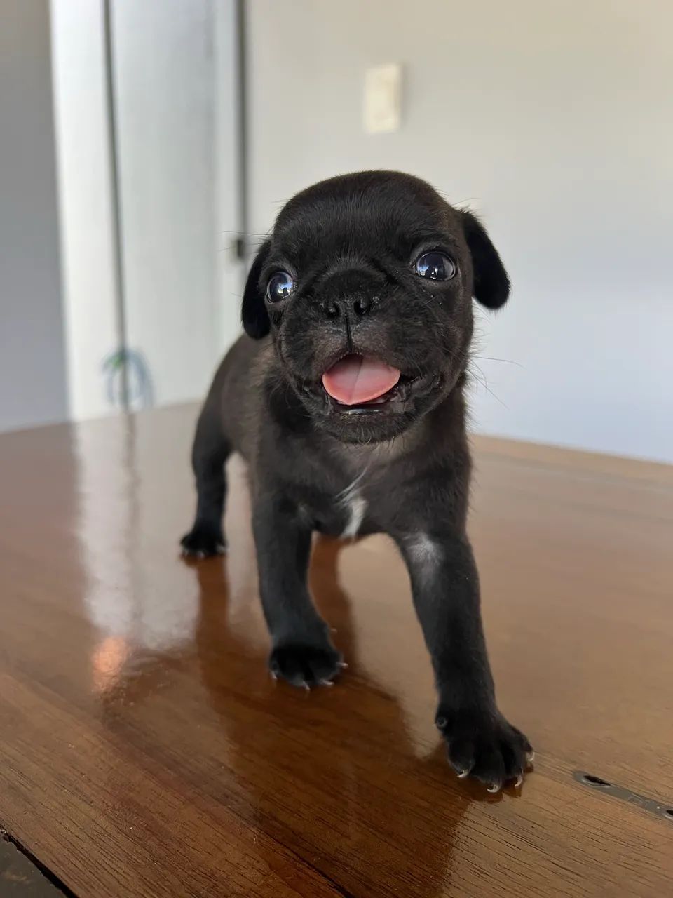 Filhote de PUG 