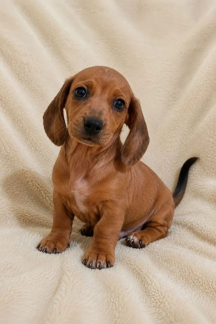 Dachshund - Macho 