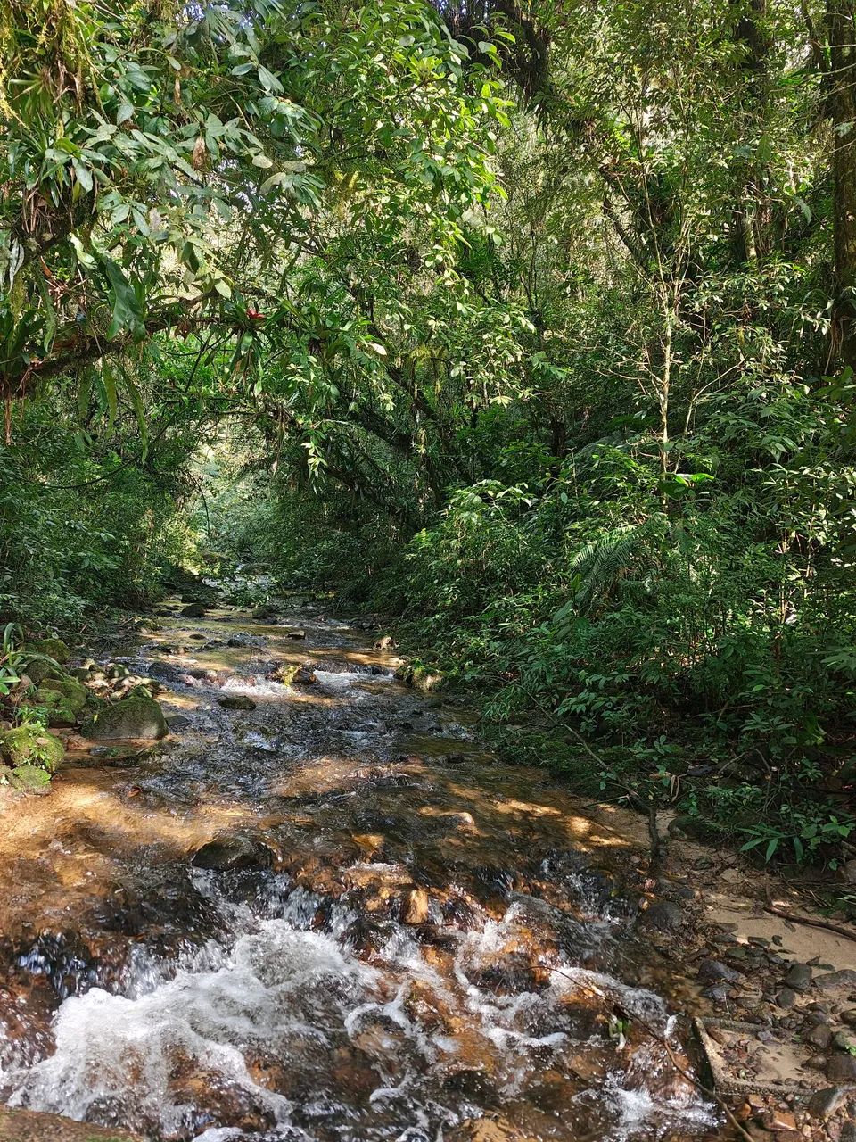 Sítio em Águas Mornas 4 hectares 