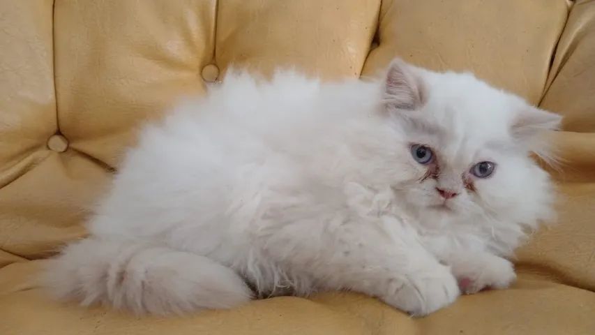 Gato persa 