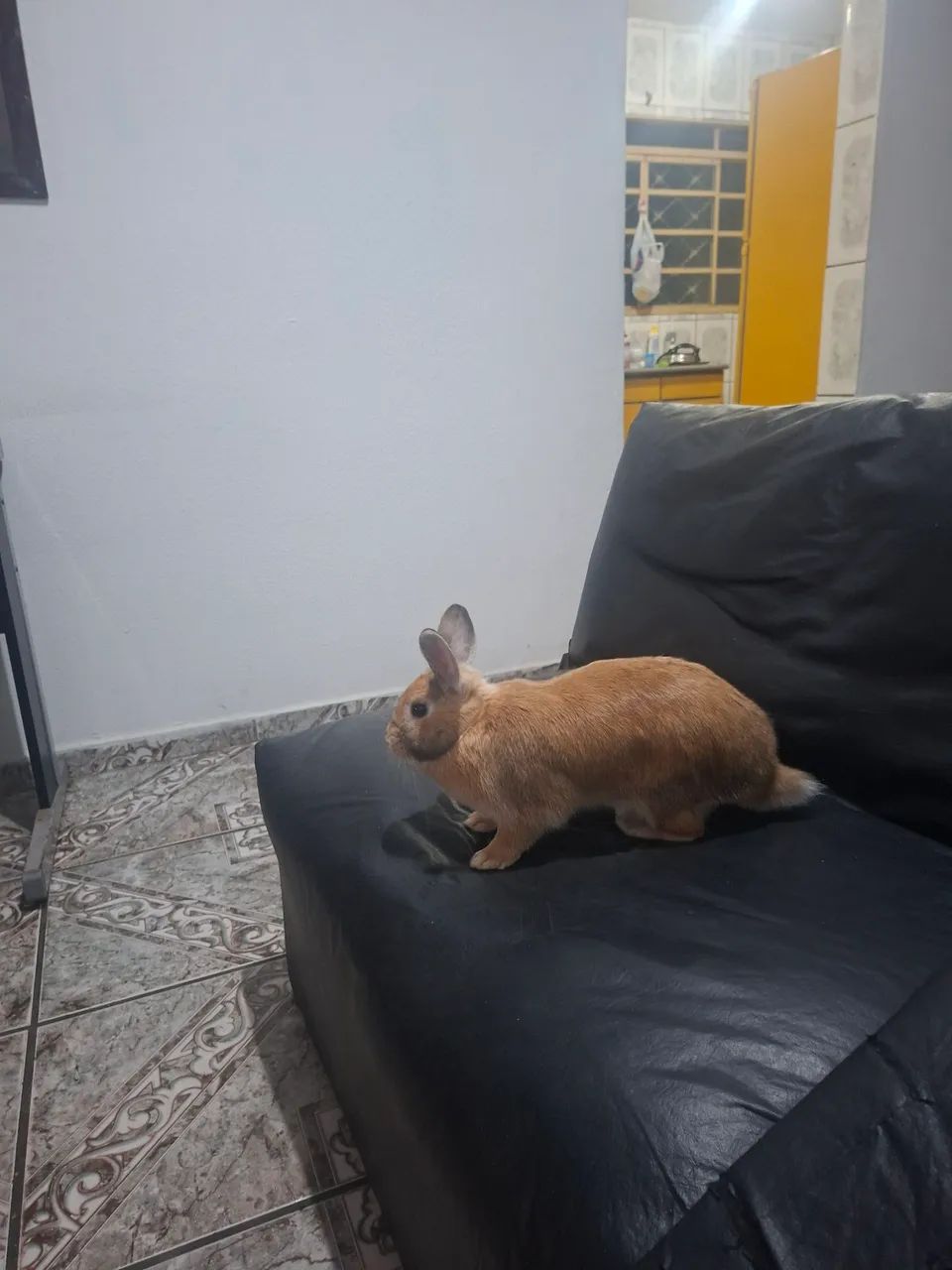 Hospedagem domiciliar para Pets - Foto 3