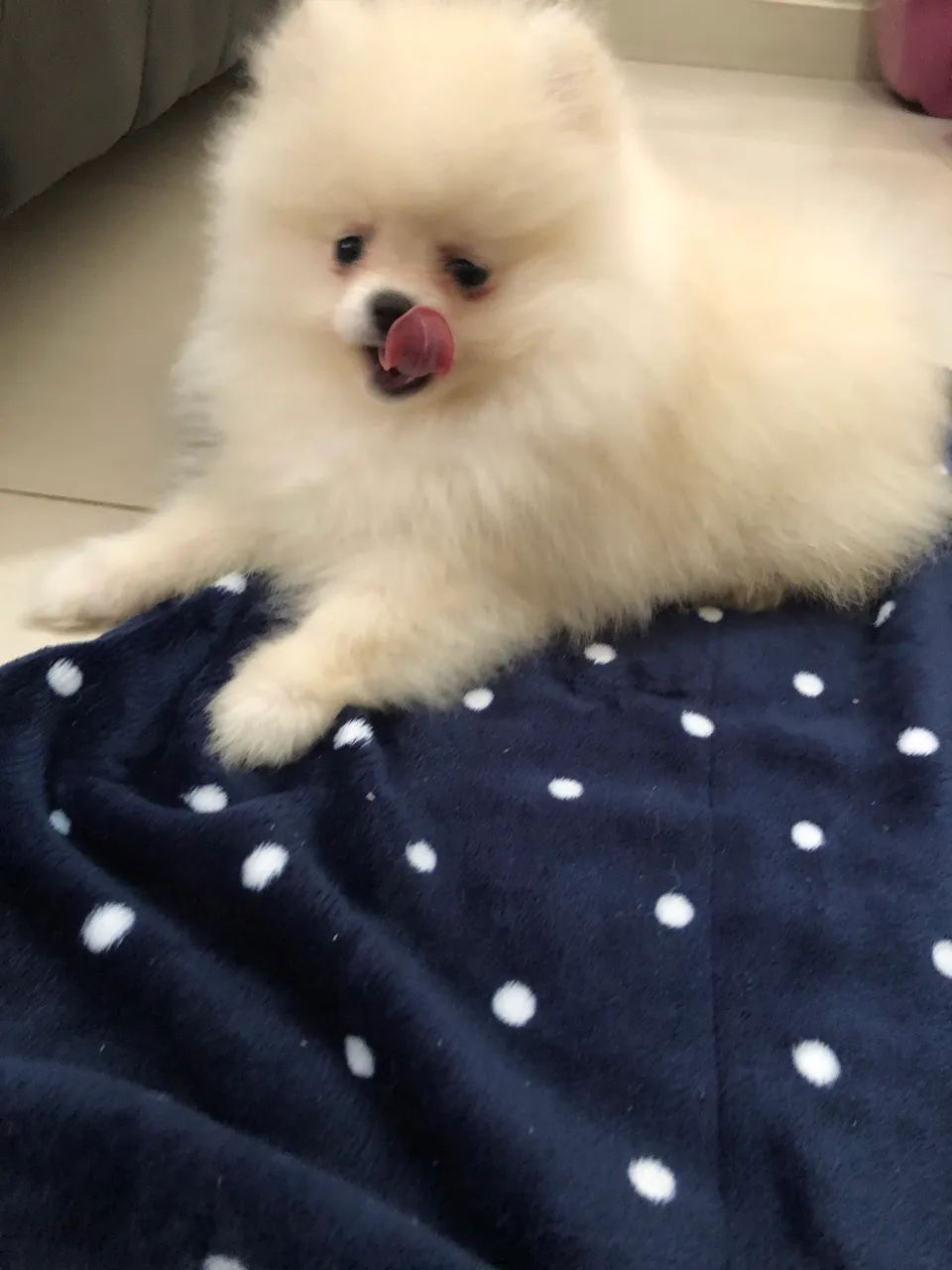Lulu da Pomerania  - Foto 3