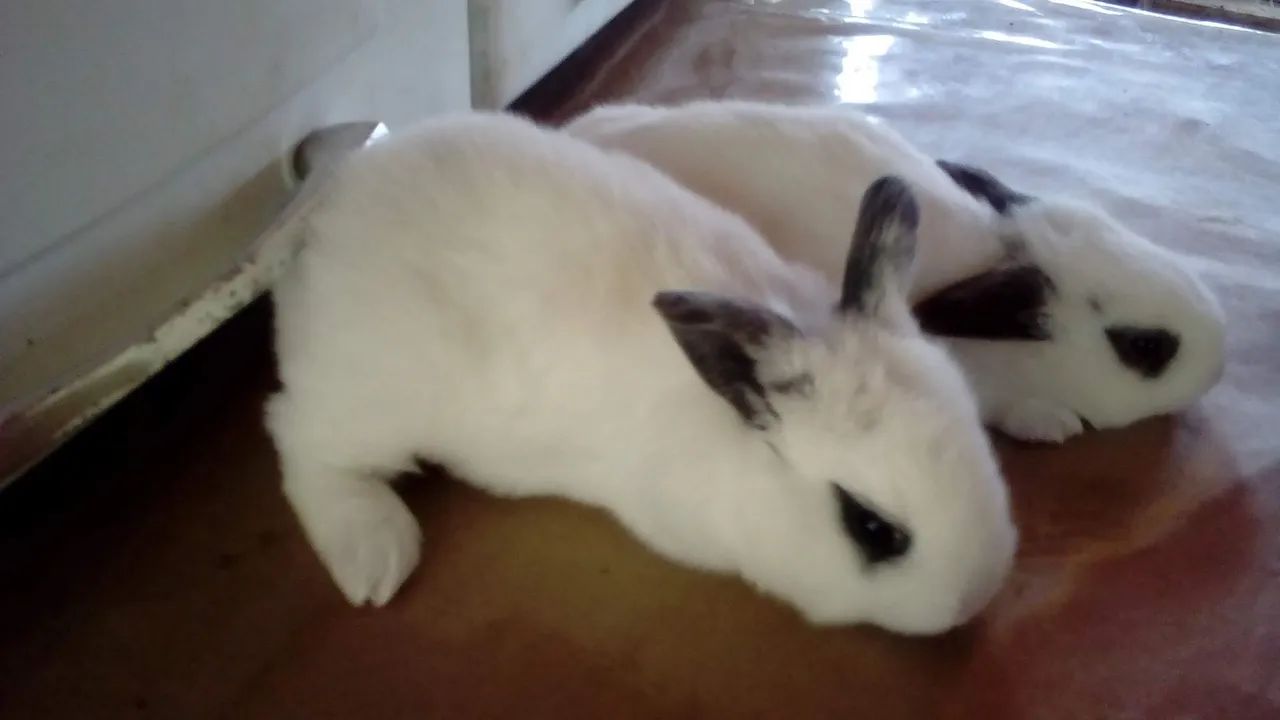 Coelhos Mini e também comuns - Foto 2