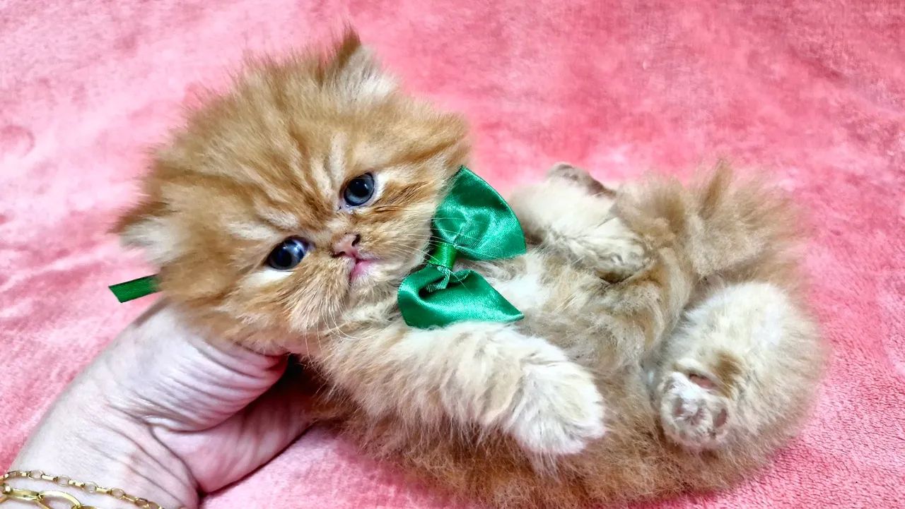 Gato persa show - Foto 3