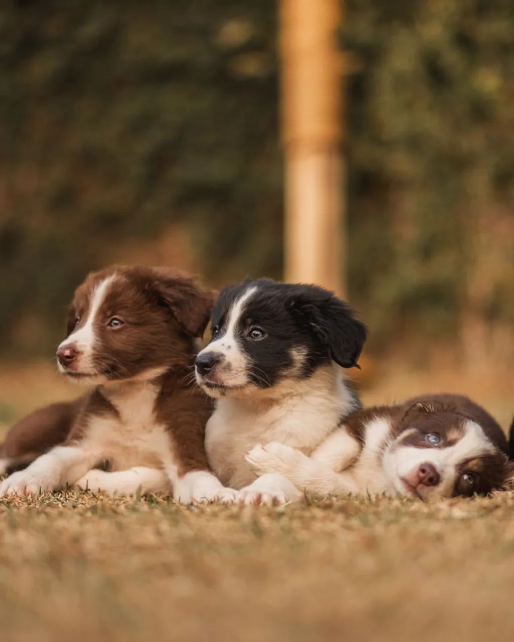 Filhotes de Boder Collie - Foto 2