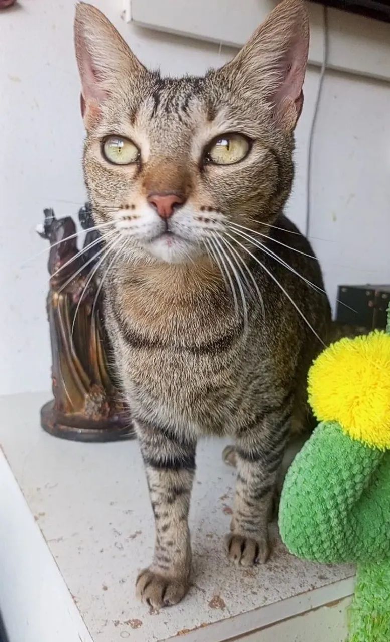 ALICE, CASTRADA E VACINADA - Foto 2