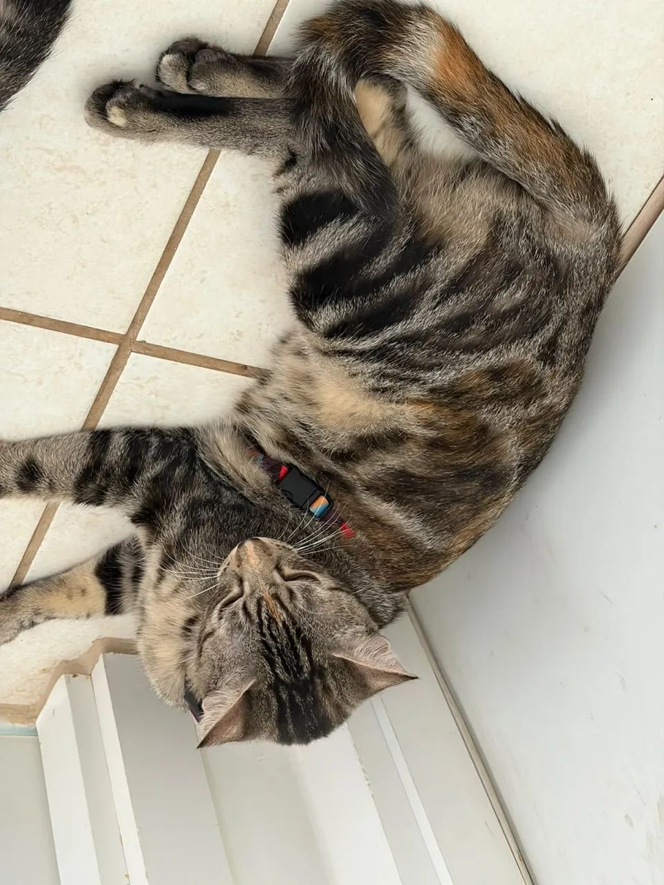Gata adoção  - Foto 3