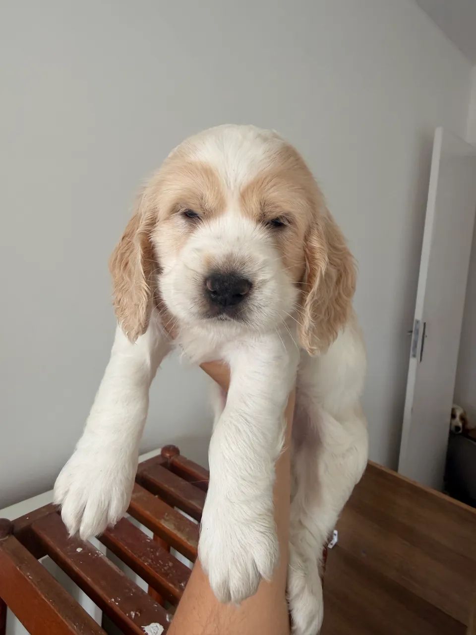 Canil Cocker Royale - Venda de filhotes de Cocker Spaniel Inglês 