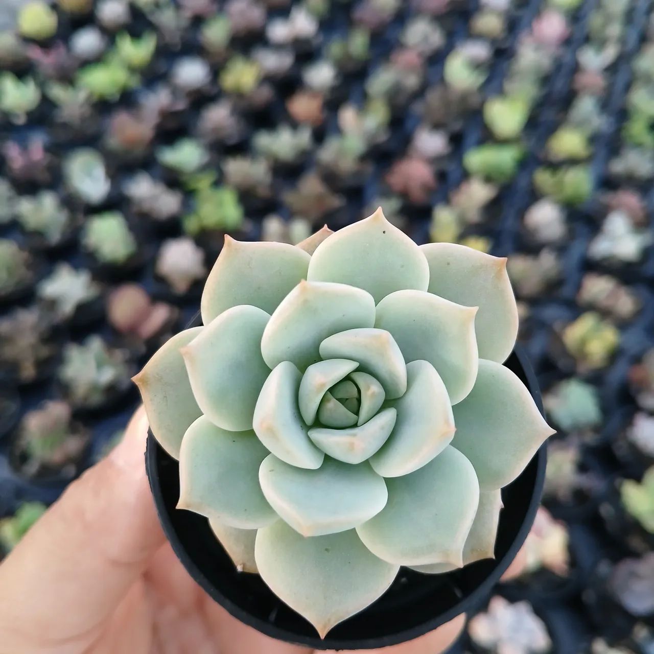 Suculentas e Cactos a partir de 2 reais - Foto 4