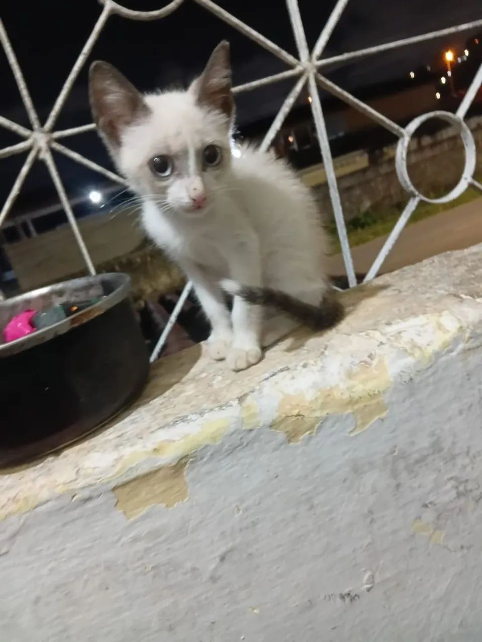 Gatinha fêmea de 4 meses