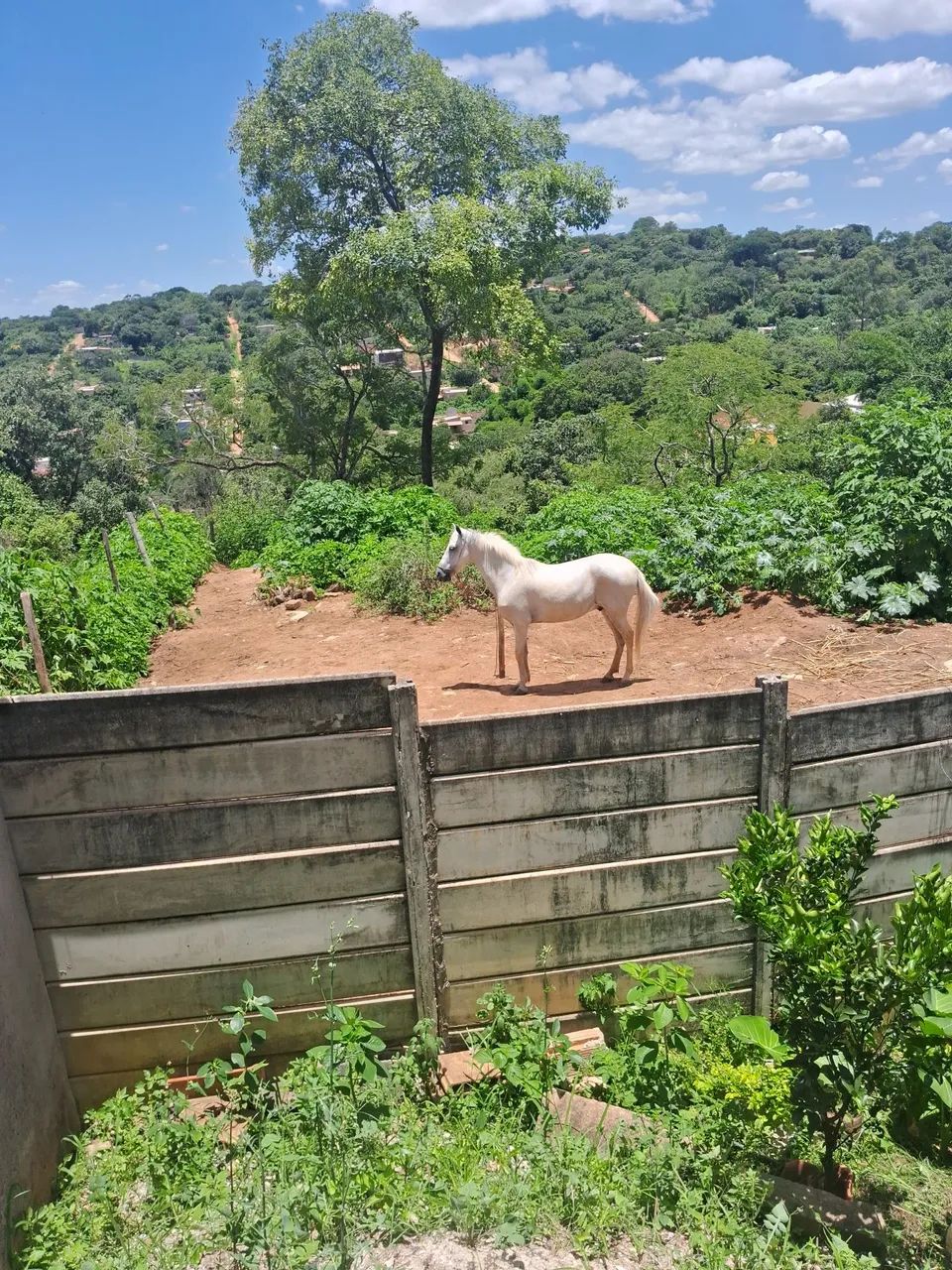 Vendo cavalo 