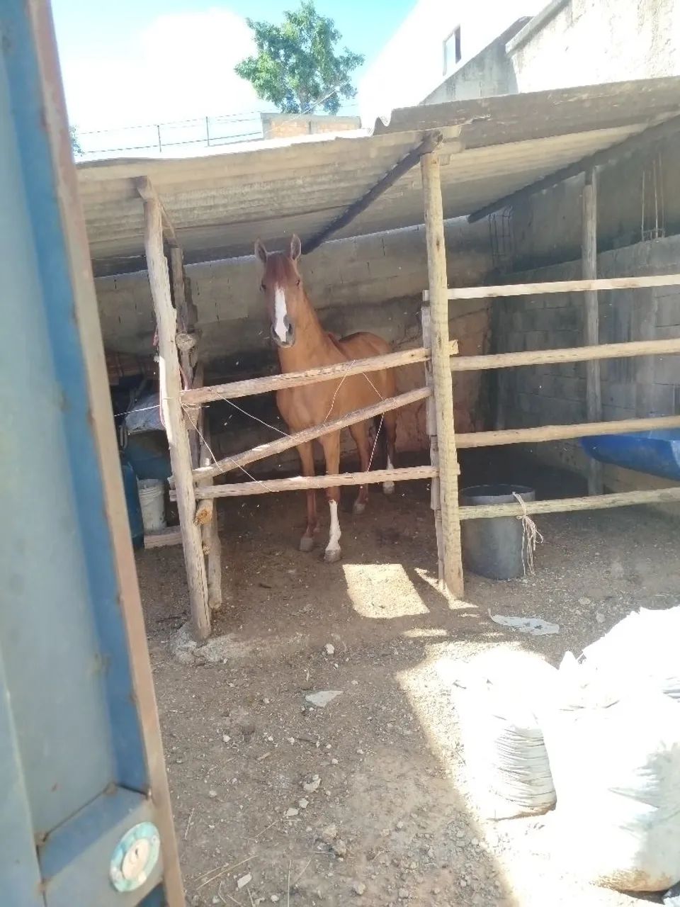 Vendo este lindo cavalo  - Foto 3