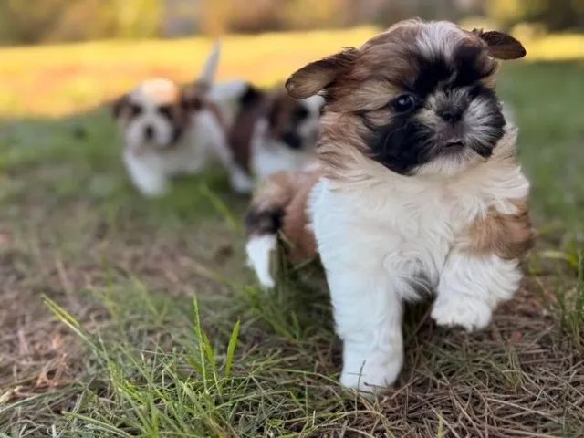 Lhasa Apso Que Cativa