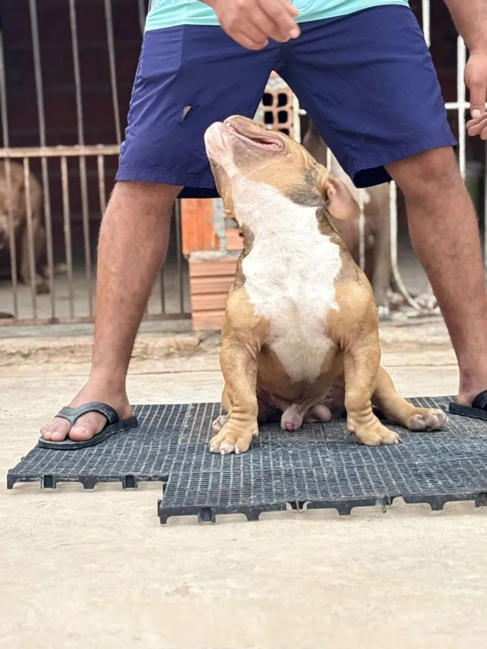 American bully  - Foto 4