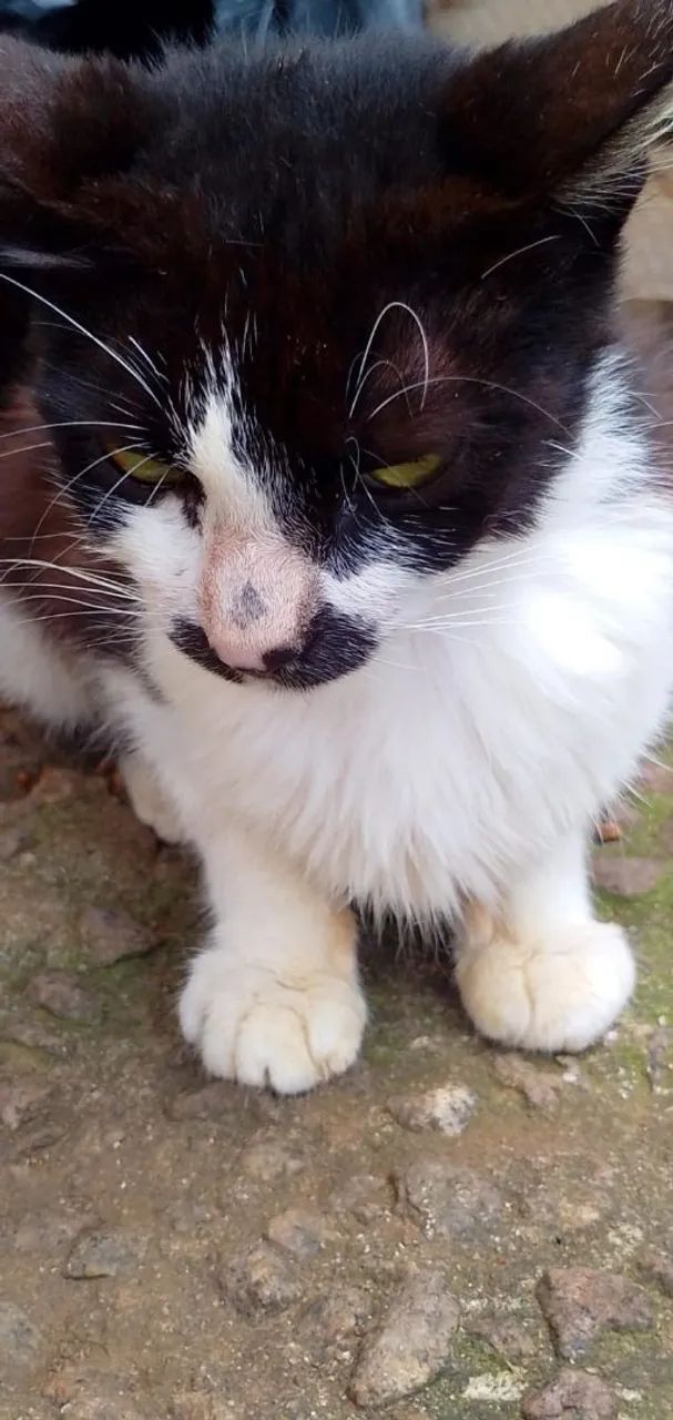 Gato