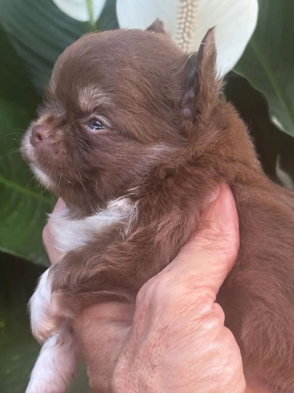 Chihuahua 