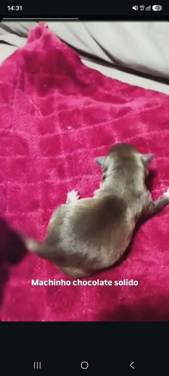 Chihuahua Chocolate  - Foto 2