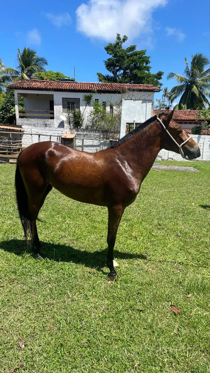 Potra mangalarga a venda - qualidade e beleza - Foto 2