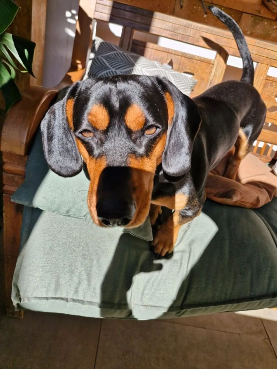 Lindo macho dachshund para cruzar - Foto 2