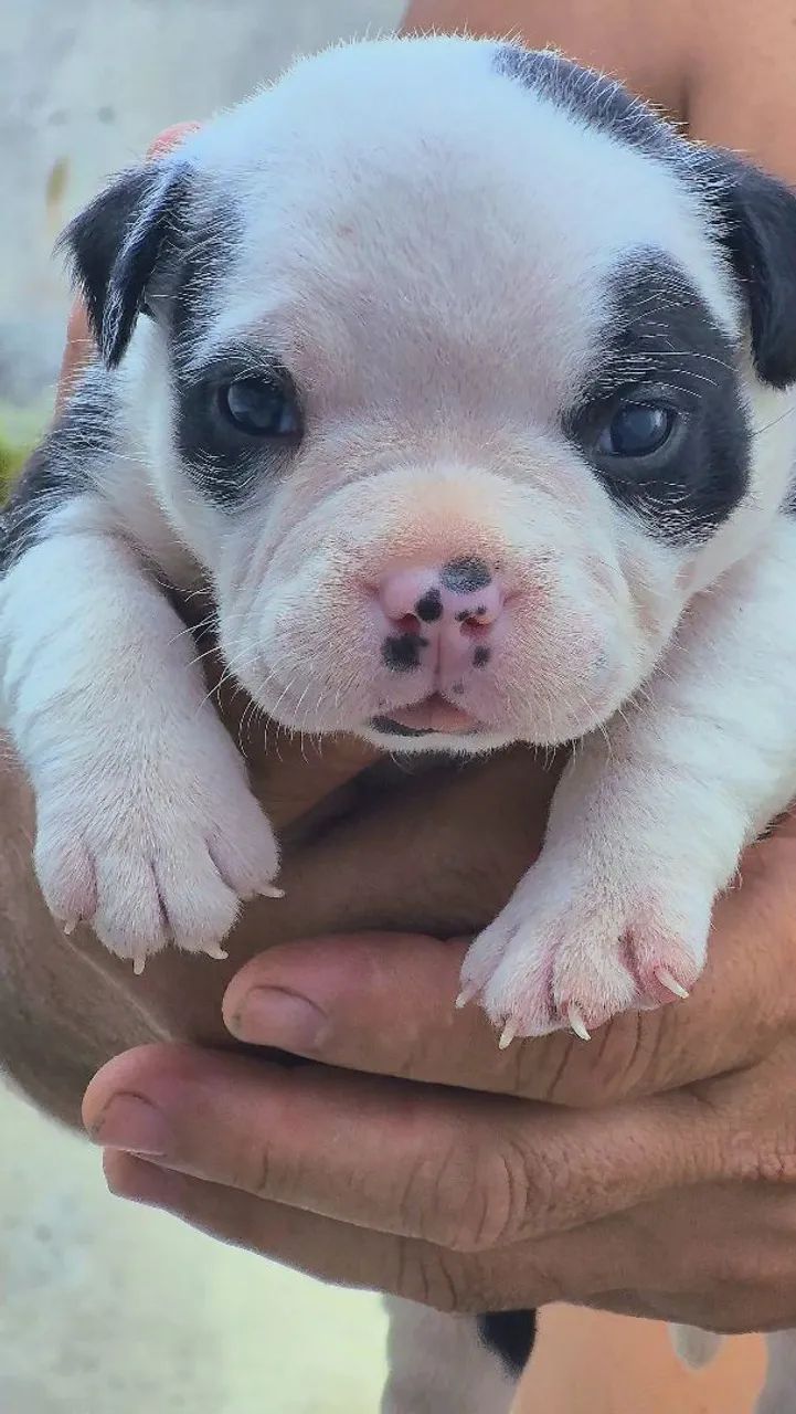 American Bully - Foto 2