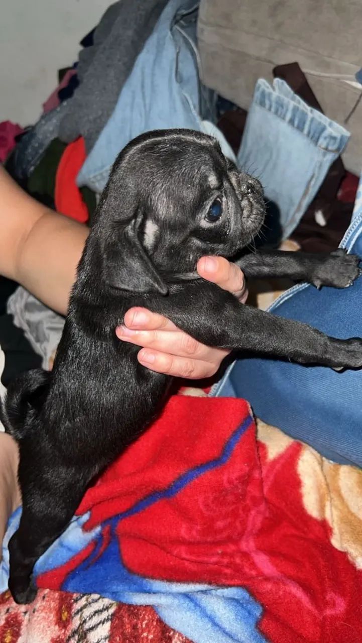 Cachorro pug macho 1.000 - Foto 5