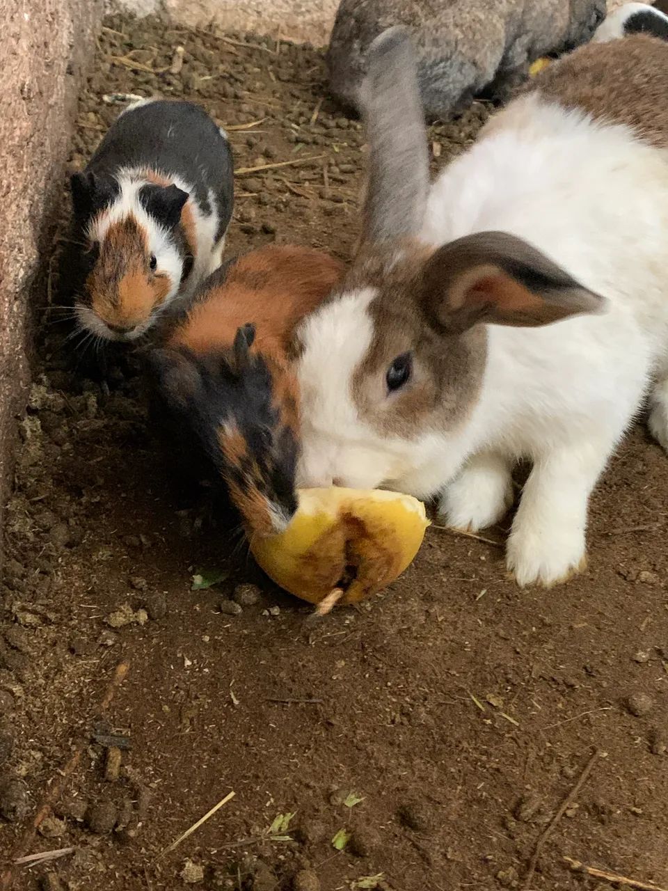 Vende preás e coelhos 