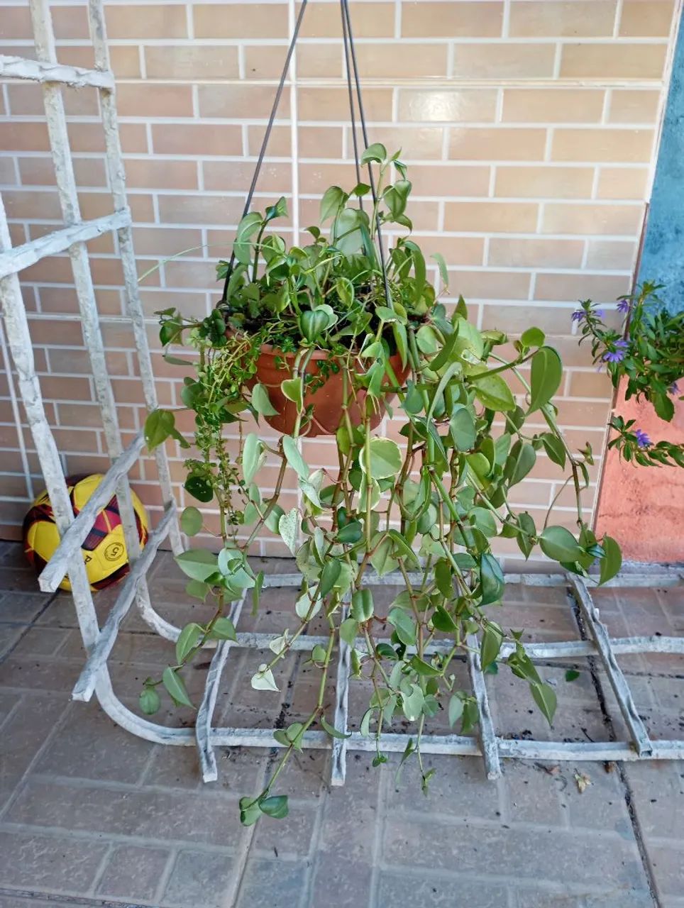 Sementes e plantas  - Foto 2