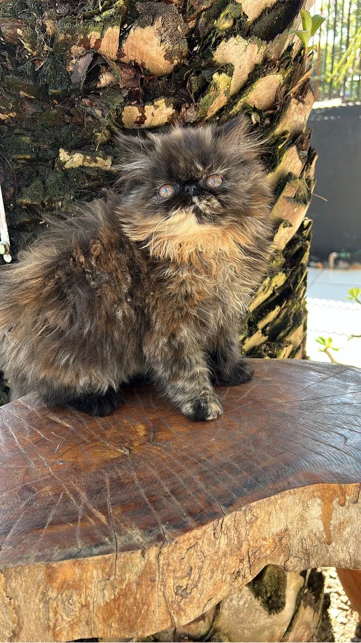 Gato persa  - Foto 2