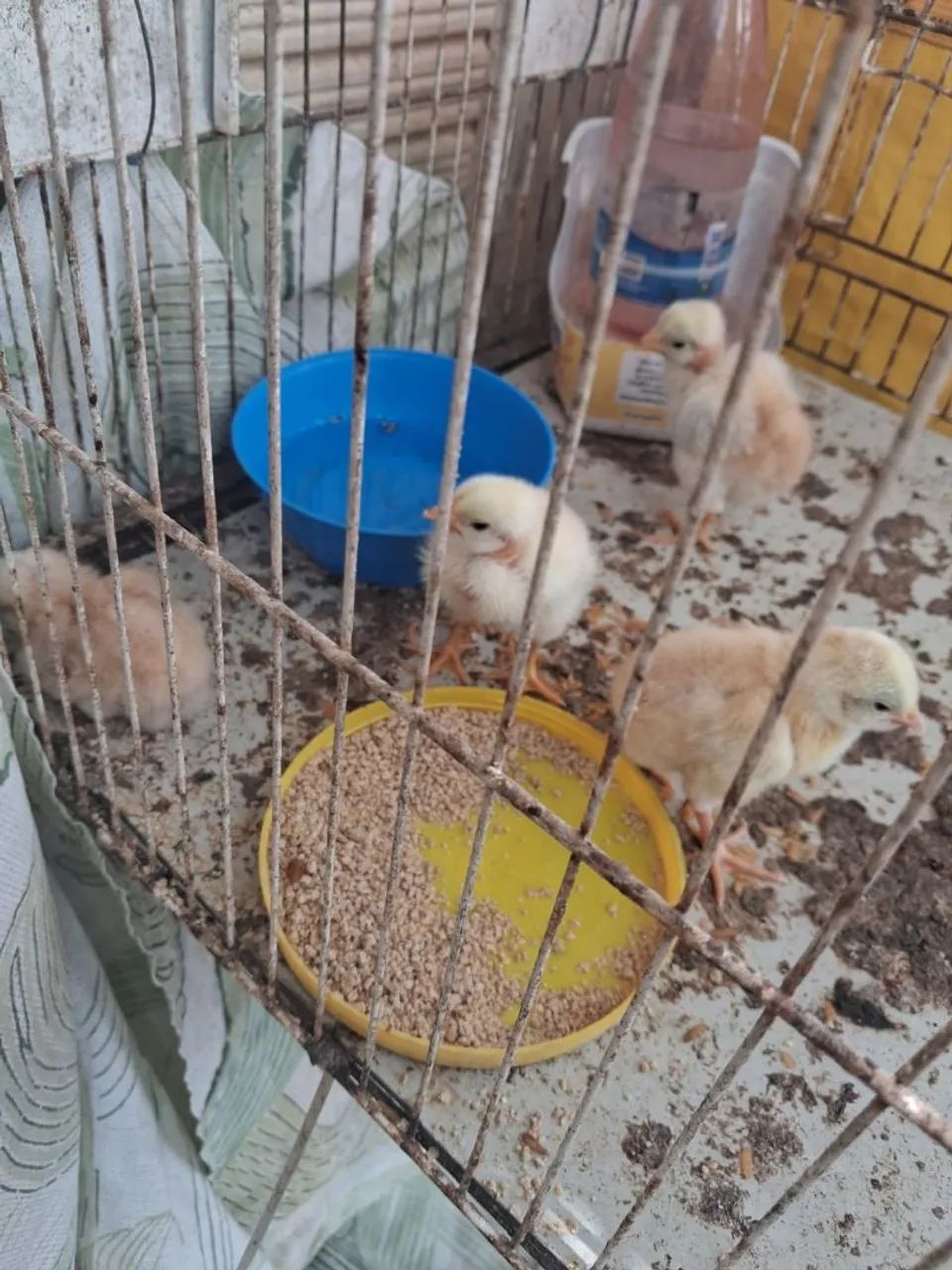 4 Pintos - Foto 3