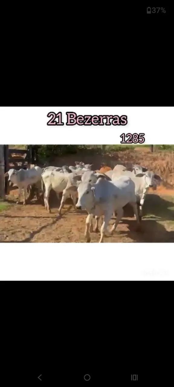 21 Bezerras  - Foto 5