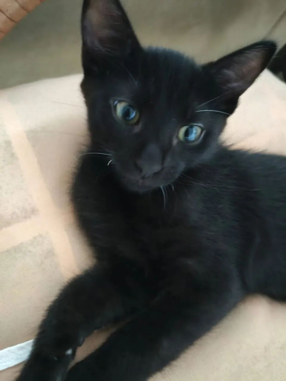 Adoção de gatos. - Foto 2