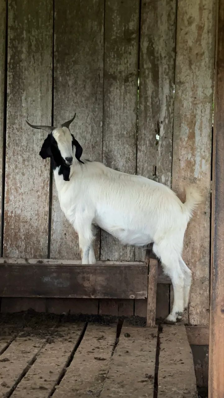 Cabras De Leite Prenha e bodes - Foto 4