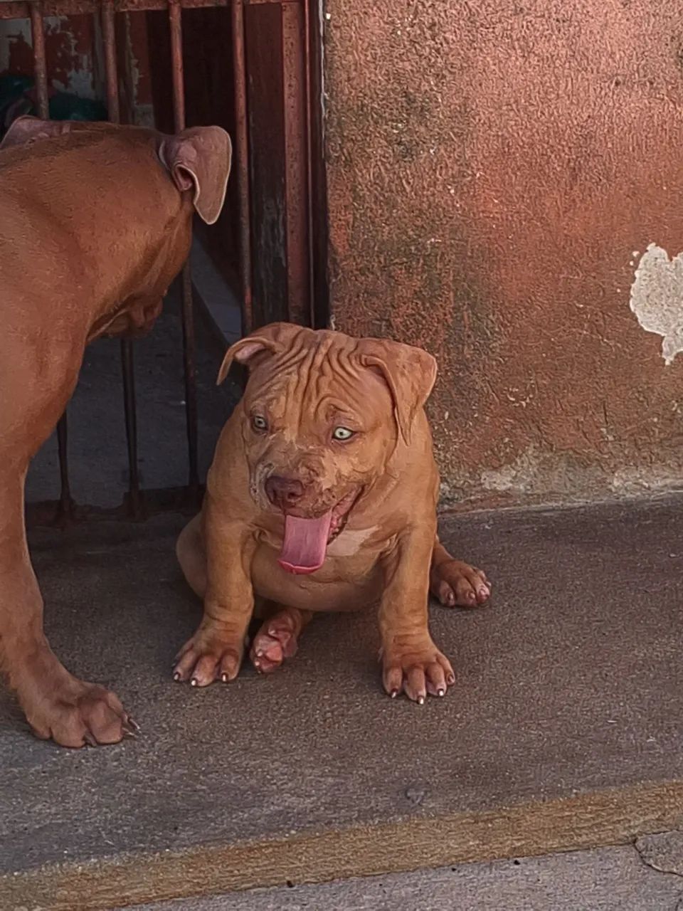 Macho disponível  - Foto 3