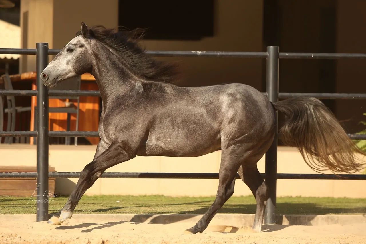 CAVALO QUARTO DE MILHA - Foto 5