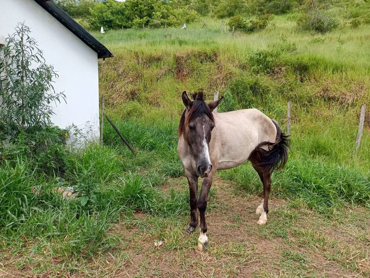 Vende se cavalo bom pra longas cavalgadas e lida com gado