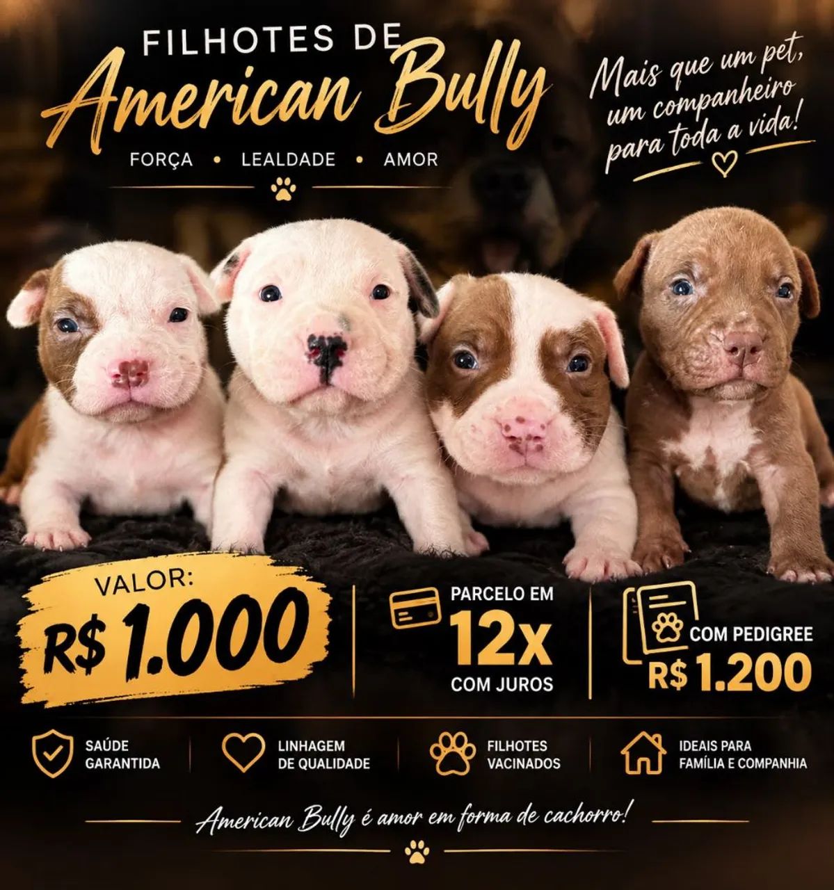 American Bully 